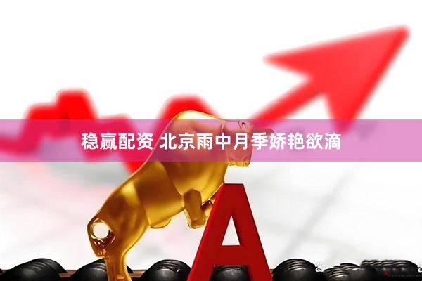 稳赢配资 北京雨中月季娇艳欲滴